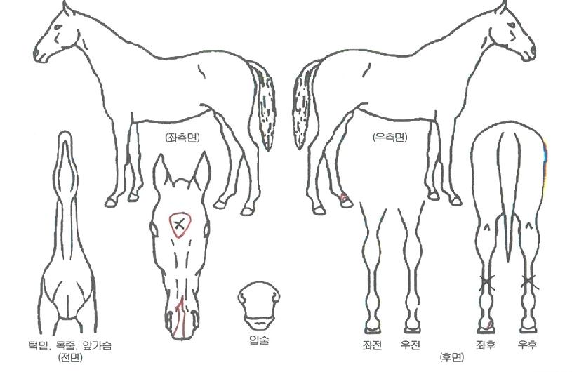 �����Ǻ���� ����,���,�޸�,�λ�,�ٸ��� Ư¡����