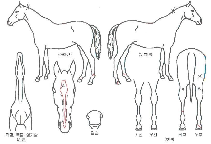 ¸ð´×Á¦ÁÖÀÇ Ãø¸é,¿ì¸é,µÞ¸é,µÎ»ó,´Ù¸®ÀÇ Æ¯Â¡µµÇØ