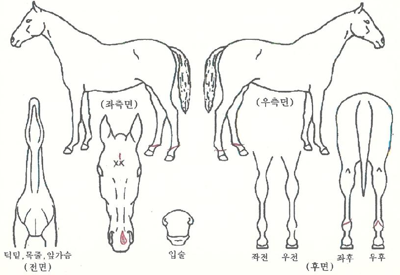 ´çÂùÁúÁÖÀÇ Ãø¸é,¿ì¸é,µÞ¸é,µÎ»ó,´Ù¸®ÀÇ Æ¯Â¡µµÇØ