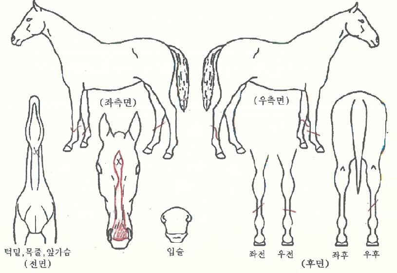 ��¯�� ����,���,�޸�,�λ�,�ٸ��� Ư¡����