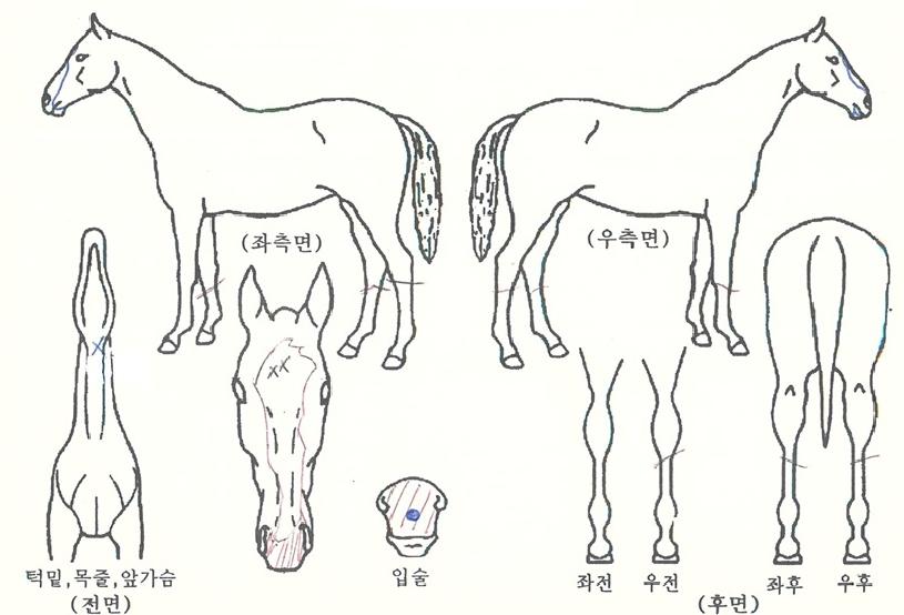 ÇǴнº¼±ÀÇ Ãø¸é,¿ì¸é,µÞ¸é,µÎ»ó,´Ù¸®ÀÇ Æ¯Â¡µµÇØ