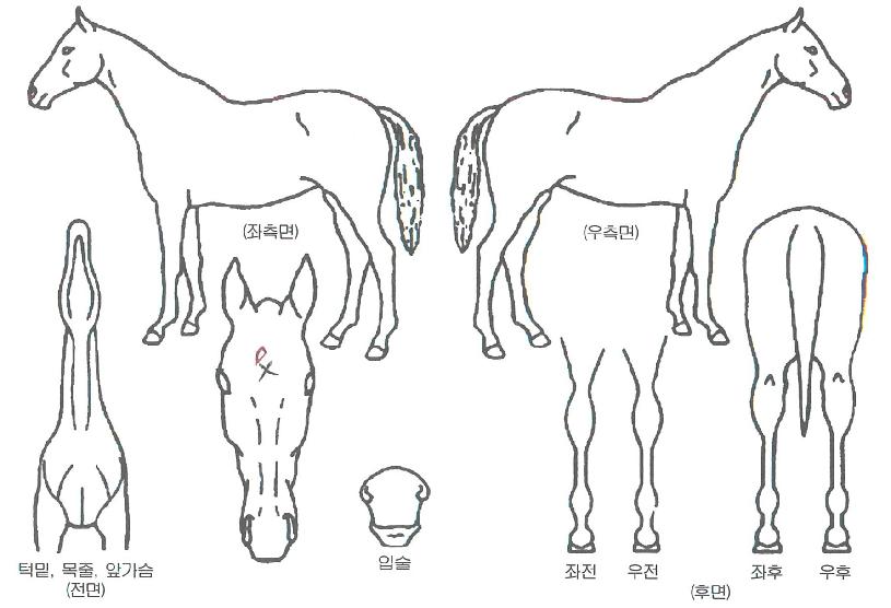 °È£Ãµ³âÀÇ Ãø¸é,¿ì¸é,µÞ¸é,µÎ»ó,´Ù¸®ÀÇ Æ¯Â¡µµÇØ