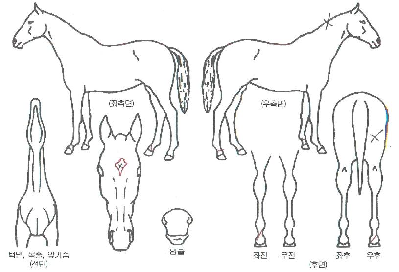 »þÀÎÄýÀÇ Ãø¸é,¿ì¸é,µÞ¸é,µÎ»ó,´Ù¸®ÀÇ Æ¯Â¡µµÇØ