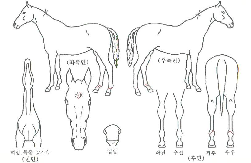 ÆÒÅÒºí·¹À̵åÀÇ Ãø¸é,¿ì¸é,µÞ¸é,µÎ»ó,´Ù¸®ÀÇ Æ¯Â¡µµÇØ