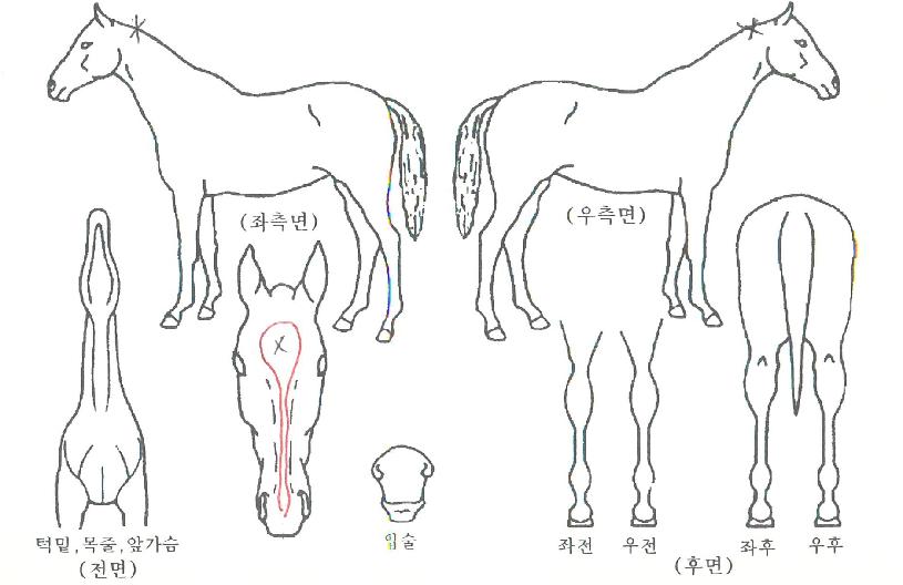 ���̵���� ����,���,�޸�,�λ�,�ٸ��� Ư¡����