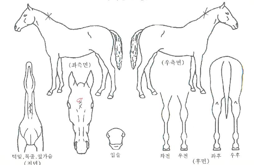 ¼³Æ®¸®ÈÞ¸ÓÀÇ Ãø¸é,¿ì¸é,µÞ¸é,µÎ»ó,´Ù¸®ÀÇ Æ¯Â¡µµÇØ