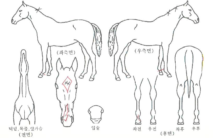 µ·½ºÅéÀÇ Ãø¸é,¿ì¸é,µÞ¸é,µÎ»ó,´Ù¸®ÀÇ Æ¯Â¡µµÇØ