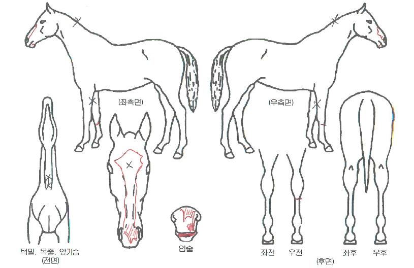 ½º¸¶Æ®¿öÅ©ÀÇ Ãø¸é,¿ì¸é,µÞ¸é,µÎ»ó,´Ù¸®ÀÇ Æ¯Â¡µµÇØ