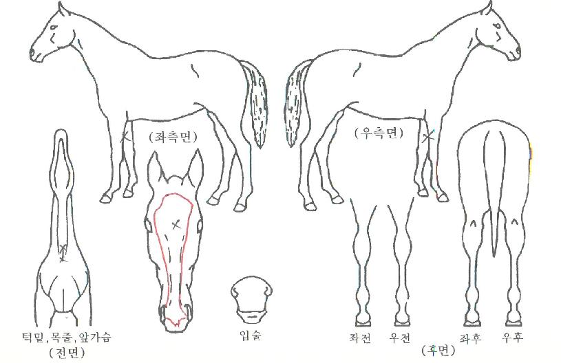 ���Ǳ��� ����,���,�޸�,�λ�,�ٸ��� Ư¡����