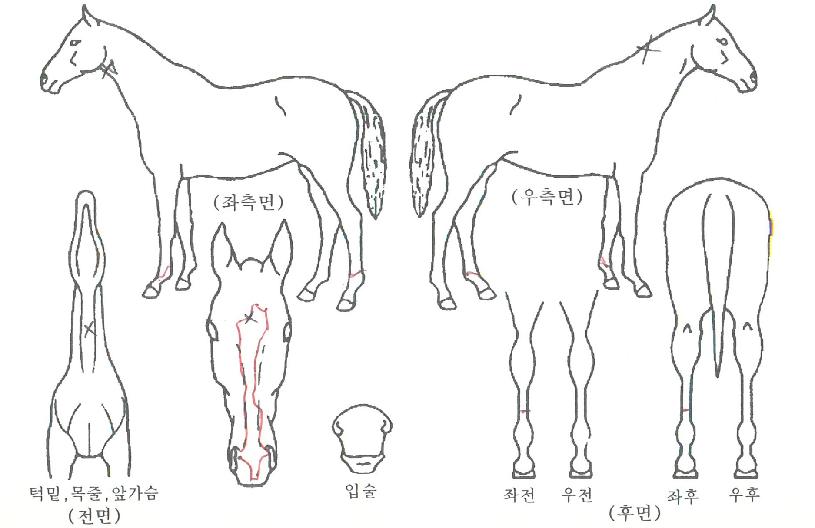 Å×ÀÌÅ©¾î°ÔÀÎÀÇ Ãø¸é,¿ì¸é,µÞ¸é,µÎ»ó,´Ù¸®ÀÇ Æ¯Â¡µµÇØ