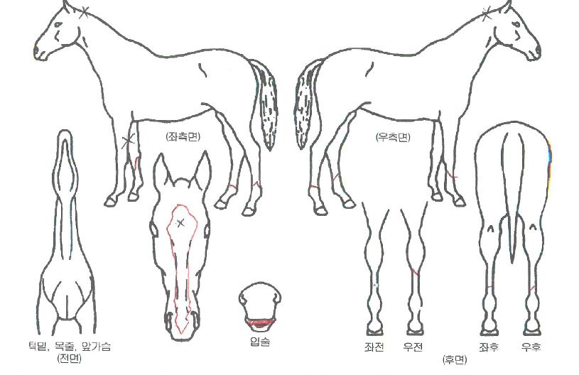 ÁöºÀ¿µ¿õÀÇ Ãø¸é,¿ì¸é,µÞ¸é,µÎ»ó,´Ù¸®ÀÇ Æ¯Â¡µµÇØ