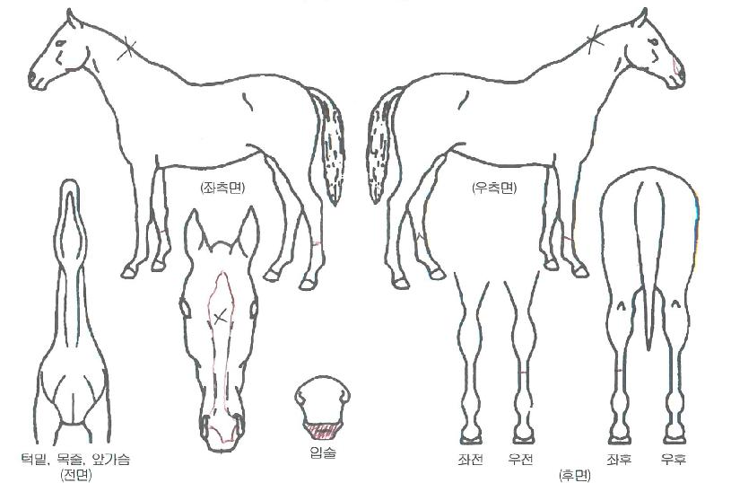 �Ĺ��÷θ����� ����,���,�޸�,�λ�,�ٸ��� Ư¡����