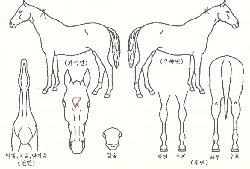 �̶�Ŭ���� ����,���,�޸�,�λ�,�ٸ��� Ư¡����