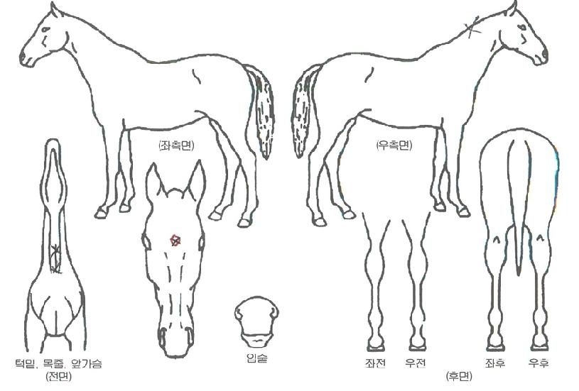 ¹Ì¶óŬ¹ë¸®ÀÇ Ãø¸é,¿ì¸é,µÞ¸é,µÎ»ó,´Ù¸®ÀÇ Æ¯Â¡µµÇØ