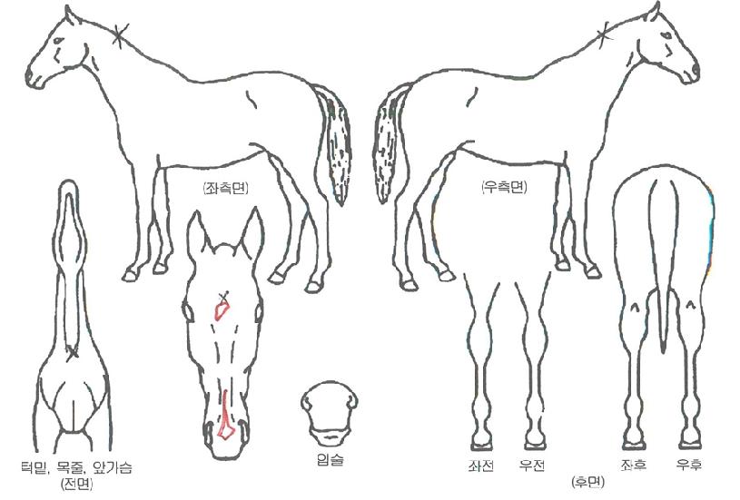 �̶�Ŭ�������� ����,���,�޸�,�λ�,�ٸ��� Ư¡����