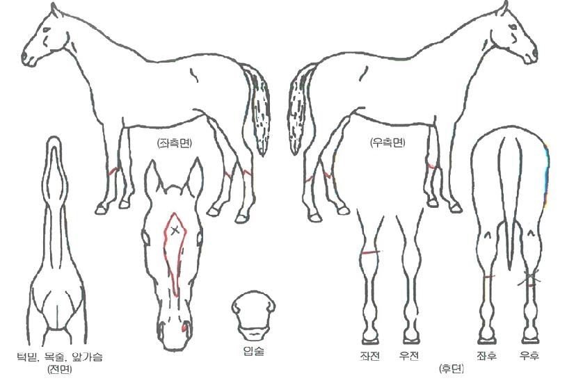 ���������� ����,���,�޸�,�λ�,�ٸ��� Ư¡����