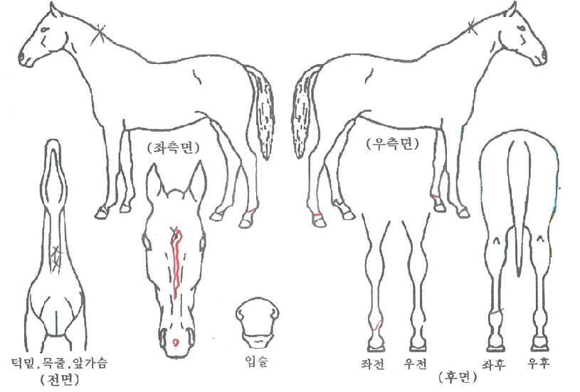 ¹Ì¶óŬ°¡µçÀÇ Ãø¸é,¿ì¸é,µÞ¸é,µÎ»ó,´Ù¸®ÀÇ Æ¯Â¡µµÇØ