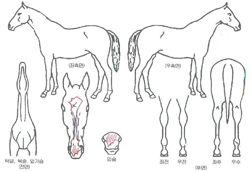 �Ŷ��ǿ����� ����,���,�޸�,�λ�,�ٸ��� Ư¡����