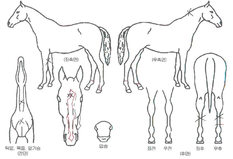 ������������ ����,���,�޸�,�λ�,�ٸ��� Ư¡����