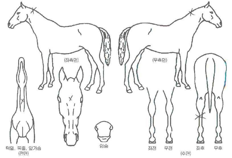 ÇÁ·±Æ¾ÀÚ¸¶ÀÇ Ãø¸é,¿ì¸é,µÞ¸é,µÎ»ó,´Ù¸®ÀÇ Æ¯Â¡µµÇØ