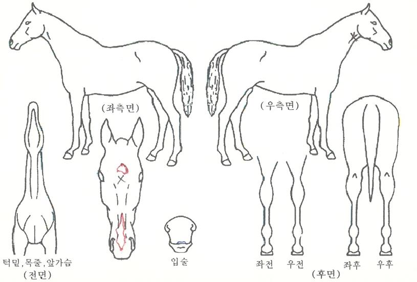 º§¶ó·Î¶óÀÇ Ãø¸é,¿ì¸é,µÞ¸é,µÎ»ó,´Ù¸®ÀÇ Æ¯Â¡µµÇØ