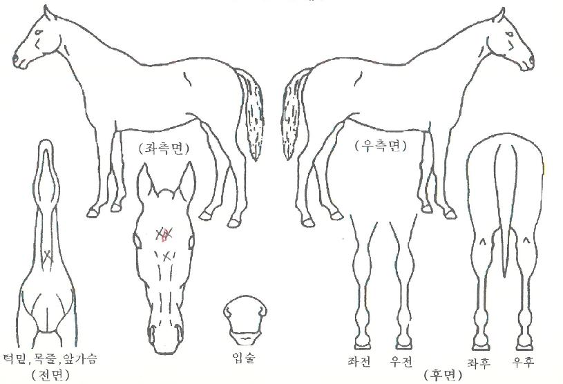 ¸ÞÀκñÄ«ÀÇ Ãø¸é,¿ì¸é,µÞ¸é,µÎ»ó,´Ù¸®ÀÇ Æ¯Â¡µµÇØ