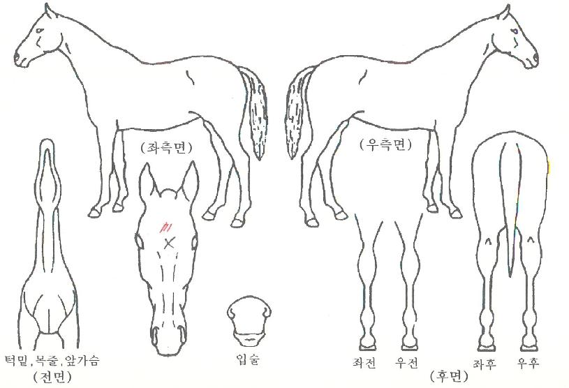 ½´ÆÛÆÝÄ¡ÀÇ Ãø¸é,¿ì¸é,µÞ¸é,µÎ»ó,´Ù¸®ÀÇ Æ¯Â¡µµÇØ