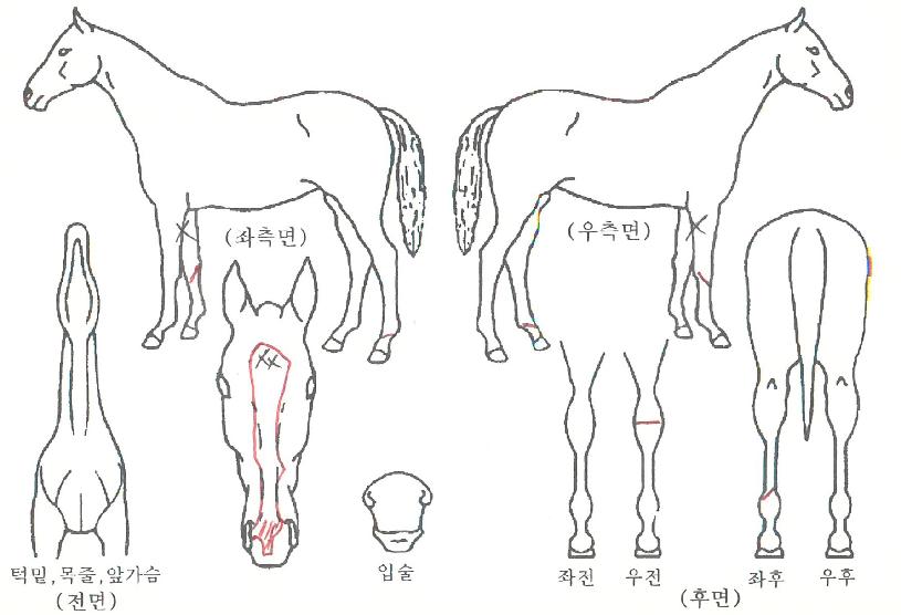 ÄÚ³Ú¸®¾ÆÀÚ¸¶ÀÇ Ãø¸é,¿ì¸é,µÞ¸é,µÎ»ó,´Ù¸®ÀÇ Æ¯Â¡µµÇØ