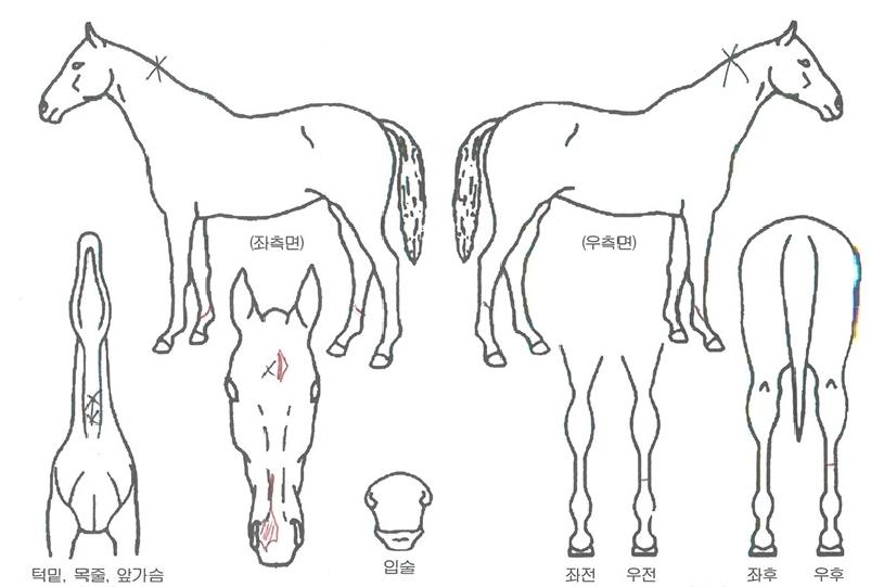 õÇÏÀçÆÐÀÇ Ãø¸é,¿ì¸é,µÞ¸é,µÎ»ó,´Ù¸®ÀÇ Æ¯Â¡µµÇØ