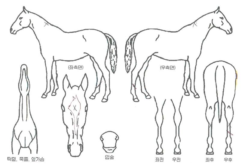 °ËÀº¹èÀÇ Ãø¸é,¿ì¸é,µÞ¸é,µÎ»ó,´Ù¸®ÀÇ Æ¯Â¡µµÇØ