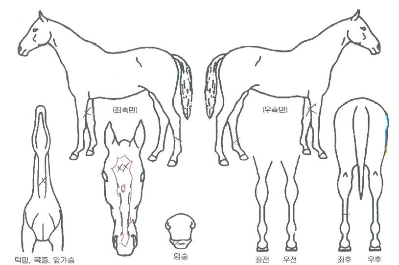 ���ӵ�ǳ�� ����,���,�޸�,�λ�,�ٸ��� Ư¡����