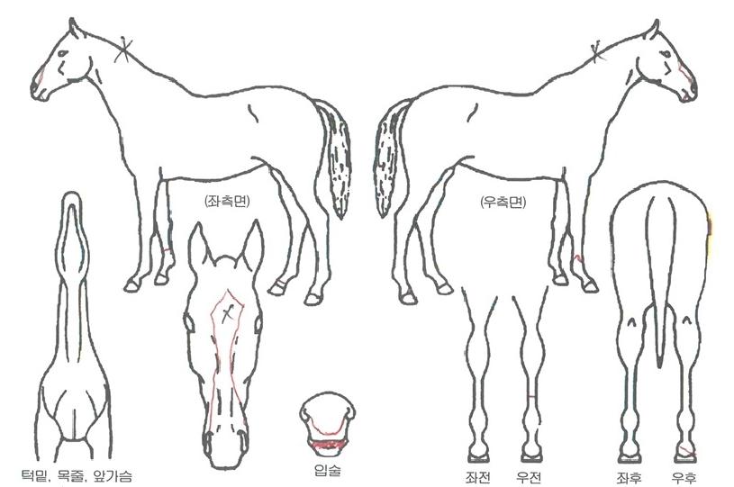 ȭ�̾�帲�� ����,���,�޸�,�λ�,�ٸ��� Ư¡����