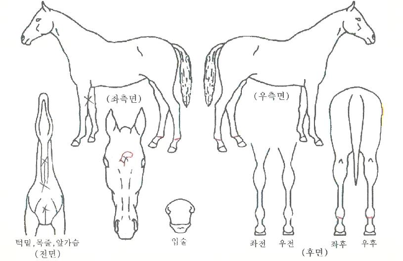 �������� ����,���,�޸�,�λ�,�ٸ��� Ư¡����