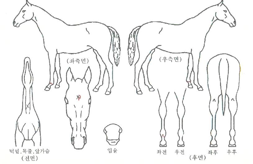 ¼î¿ì¹Ì´õ·¯ºêÀÚ¸¶ÀÇ Ãø¸é,¿ì¸é,µÞ¸é,µÎ»ó,´Ù¸®ÀÇ Æ¯Â¡µµÇØ