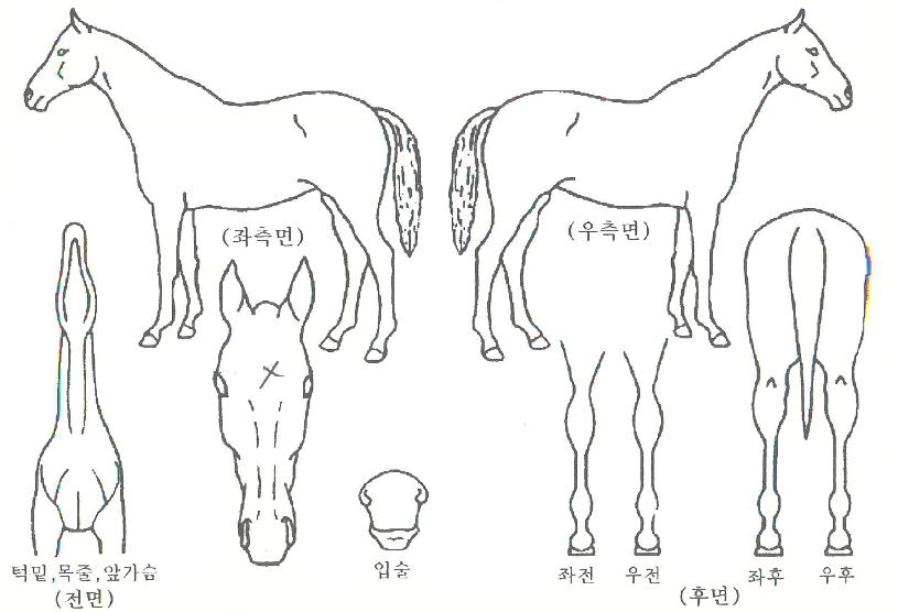 ����Ƽ�������ڸ��� ����,���,�޸�,�λ�,�ٸ��� Ư¡����