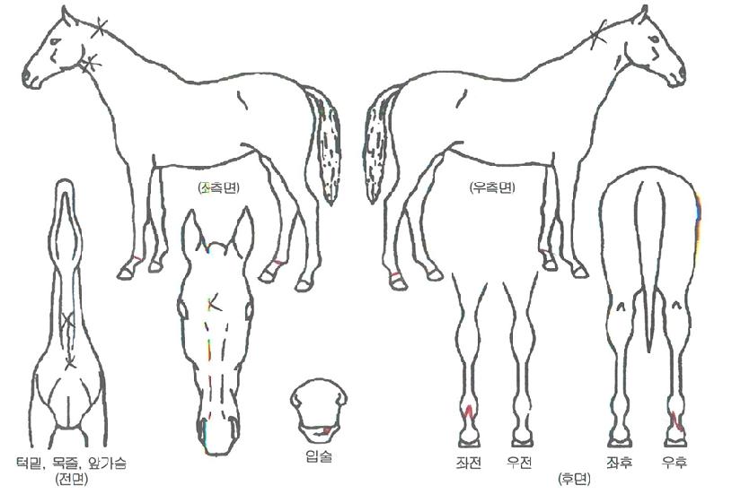 Ä¿¸È»þÇÁÀÇ Ãø¸é,¿ì¸é,µÞ¸é,µÎ»ó,´Ù¸®ÀÇ Æ¯Â¡µµÇØ