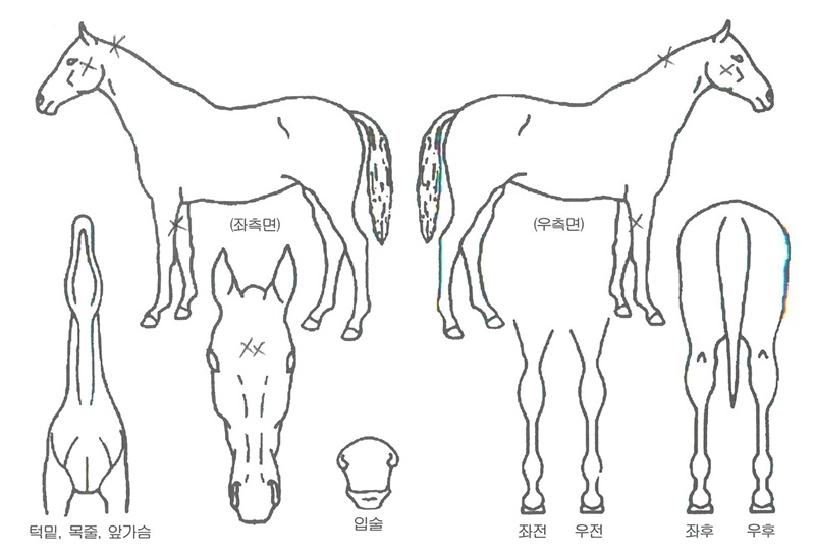 »þÇÁÅÍÄ¡ÀÇ Ãø¸é,¿ì¸é,µÞ¸é,µÎ»ó,´Ù¸®ÀÇ Æ¯Â¡µµÇØ