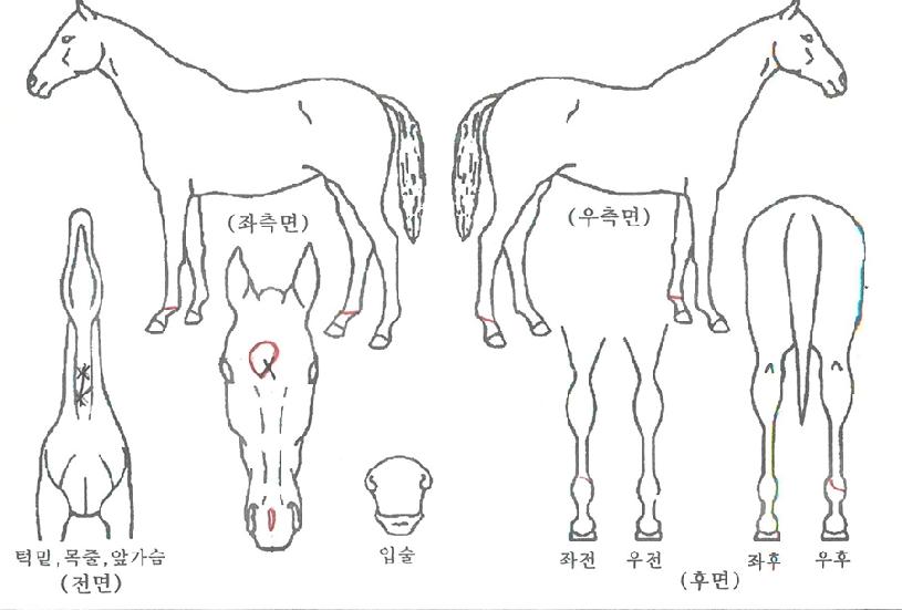 ������� ����,���,�޸�,�λ�,�ٸ��� Ư¡����