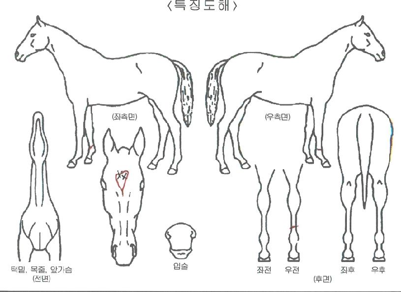 ����ǵ��ڸ��� ����,���,�޸�,�λ�,�ٸ��� Ư¡����