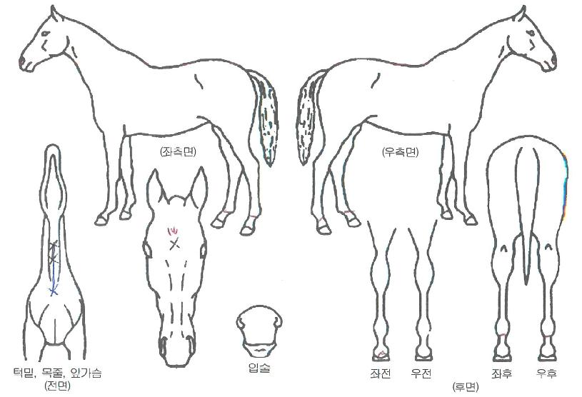 ȭ��Ʈ������ ����,���,�޸�,�λ�,�ٸ��� Ư¡����