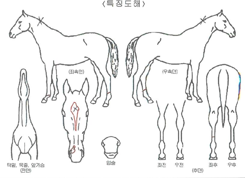 ���ϸ������� ����,���,�޸�,�λ�,�ٸ��� Ư¡����