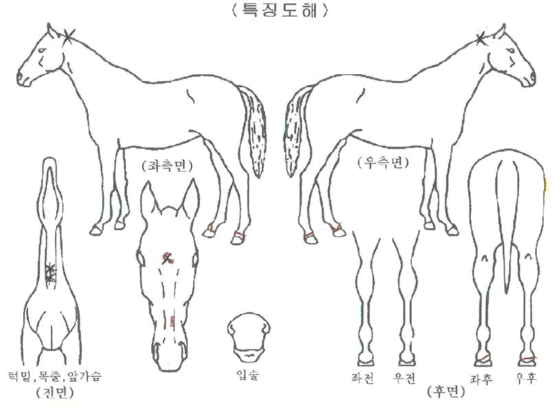 ��������Ŀ�� ����,���,�޸�,�λ�,�ٸ��� Ư¡����