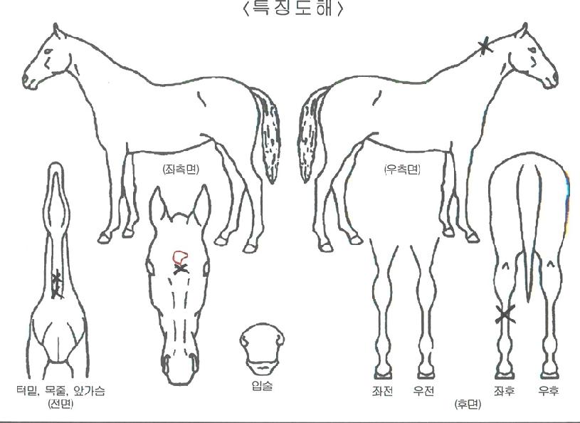 ¼±·ÏÀÇ Ãø¸é,¿ì¸é,µÞ¸é,µÎ»ó,´Ù¸®ÀÇ Æ¯Â¡µµÇØ