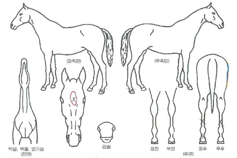 �Ž�ī���� ����,���,�޸�,�λ�,�ٸ��� Ư¡����