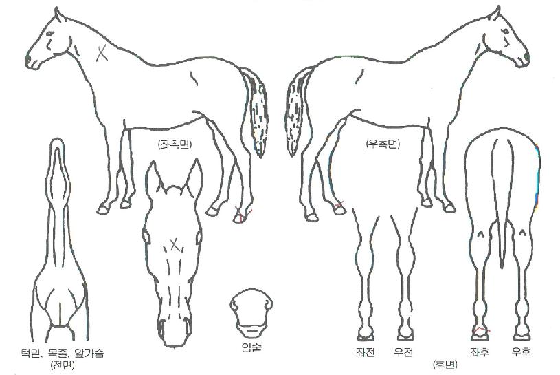 µ¹¾Æ¿ÂÆÄÃÀÌÀÇ Ãø¸é,¿ì¸é,µÞ¸é,µÎ»ó,´Ù¸®ÀÇ Æ¯Â¡µµÇØ