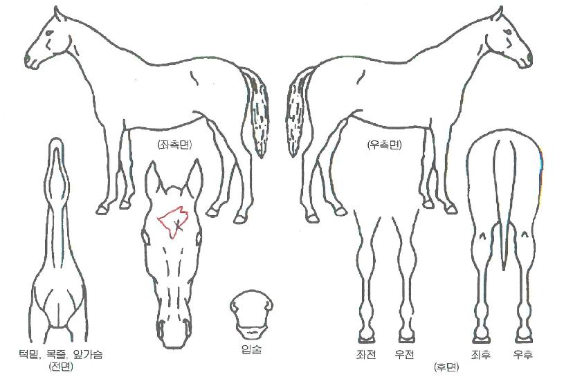 ¹«¸íÀǹݶõÀÇ Ãø¸é,¿ì¸é,µÞ¸é,µÎ»ó,´Ù¸®ÀÇ Æ¯Â¡µµÇØ