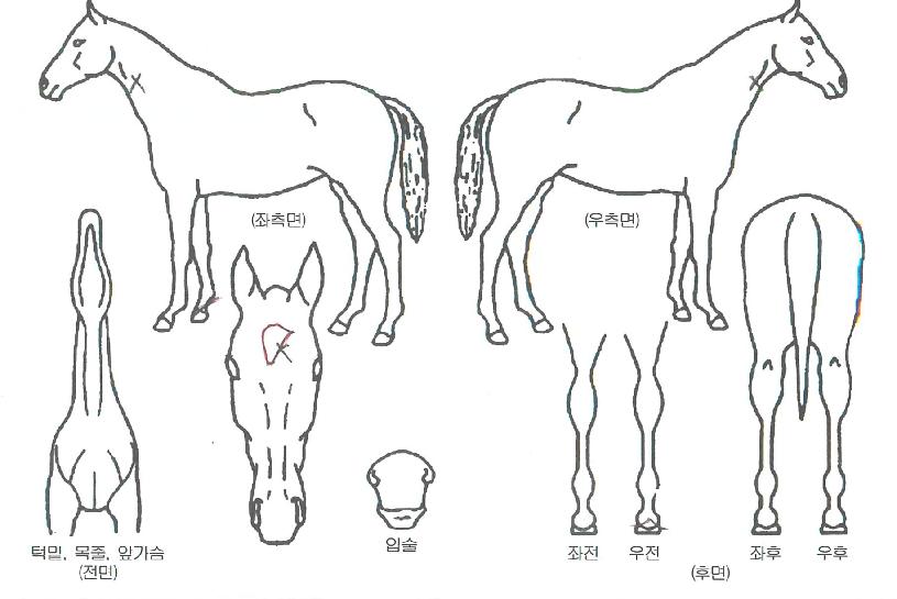 °Ü¿ïÀü»çÀÇ Ãø¸é,¿ì¸é,µÞ¸é,µÎ»ó,´Ù¸®ÀÇ Æ¯Â¡µµÇØ