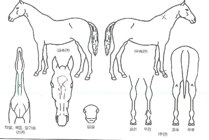 ��󺸽����� ����,���,�޸�,�λ�,�ٸ��� Ư¡����