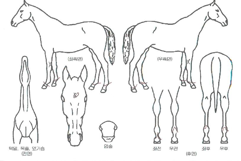 ���巹�̵��ڸ��� ����,���,�޸�,�λ�,�ٸ��� Ư¡����