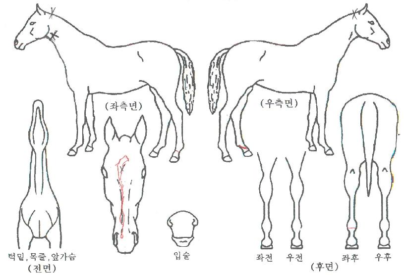 �����̵��� ����,���,�޸�,�λ�,�ٸ��� Ư¡����